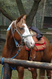 DSC_7936 Ook ruiters met paarden genoten van de tochten.