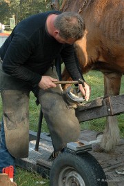 DSC_8027 Het beslaan van de paarden.