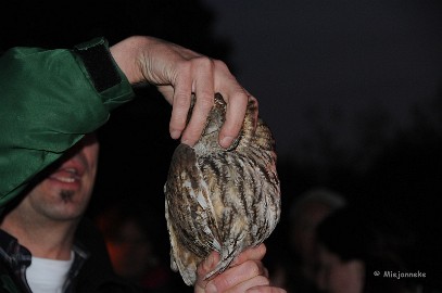 DSC_1494 Ja hoor hij draait mijn hoofd weer eens helemaal. Dit is een kenmerk van een uil.