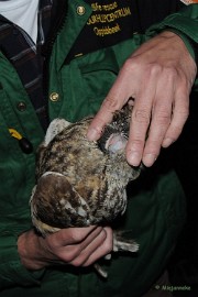DSC_1498 Een uiltje heeft grote oren zoals hier te zien is. Ze zitten een beetje verdekt maar ze horen heel erg scherp.