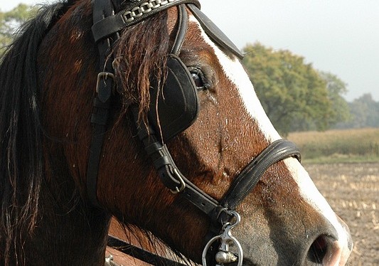 Equidroom Bocholt