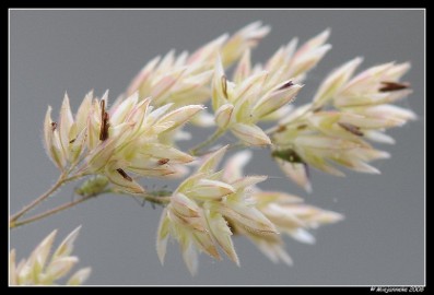 DSC_6261 Berm bloemen en grassen met hun bewoners
