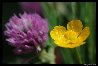 DSC_6350 Berm bloemen en grassen met hun bewoners