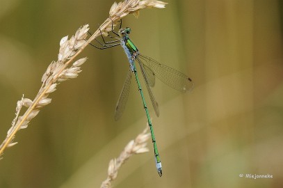 DSC_4412 Sterke halm