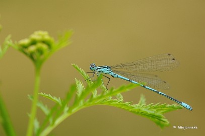 DSC_4425 Macro in Hamont -Achel