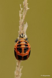 DSC_4434a Geen idee wat dit is.