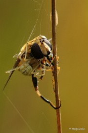 DSC_4463a Macro in Hamont -Achel