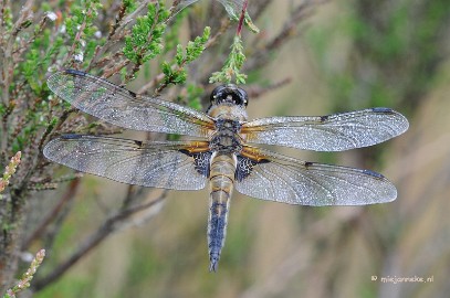 DSC_3610 Libellen