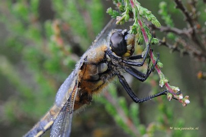 DSC_3648 Close up op zondagmorgen