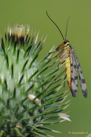 DSC_3734a Close up op zondagmorgen
