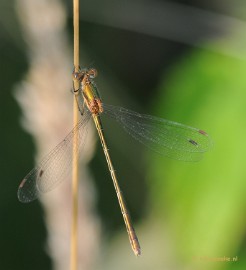DSC_3752 Close up op zondagmorgen