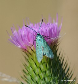DSC_3838 Close up op zondagmorgen