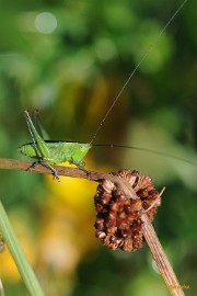 DSC_3890 Macro De Luysden