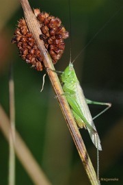 DSC_3895 Macro De Luysden