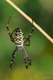 DSC_3903 Macro De Luysden
