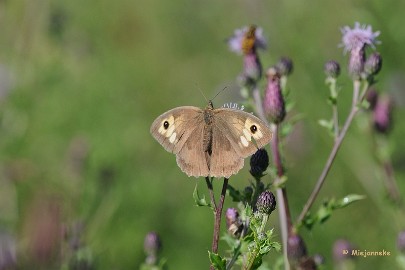 DSC_3930 Macro De Luysden