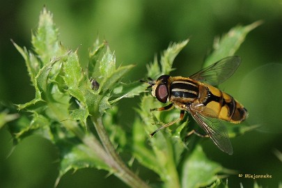 DSC_3935 Macro De Luysden