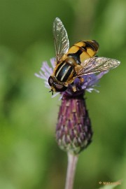 DSC_3938 Macro De Luysden