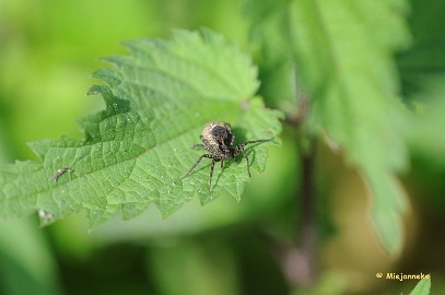 DSC_3961 Macro De Luysden