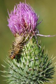 DSC_4001 Macro De Luysden