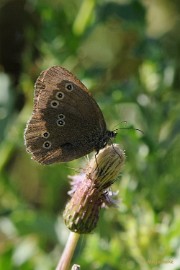 DSC_4022 Macro De Luysden