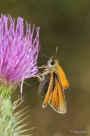 DSC_4869 De eerste nectar.