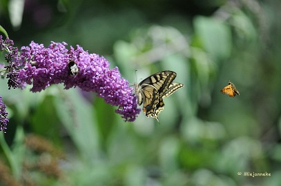 DSC_5030 Samen erop