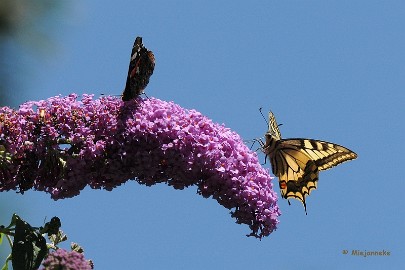 DSC_5200 Samen.