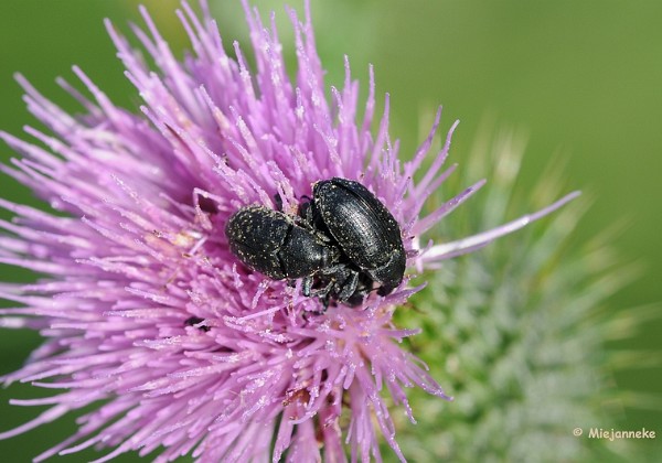 Zondagmorgen macro de Luysden