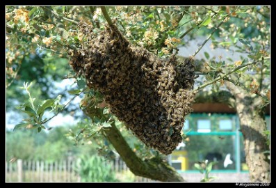 PC-DSC_6147 Het bijenvolk aan de boom. Dat gaat niet lukken met andere volkeren...