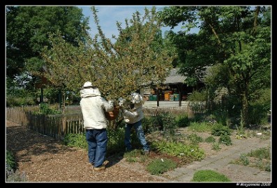 PC-DSC_6159 De tros bijen wordt uit de boom geschud ofwel geklopt