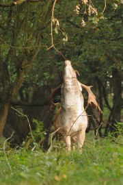 DSC_0658a Door het uitstrekken zie je duidelijk de adamsappel die tijdens het burlen op en neer in de keel gaat van de kaak naar de borst en weer terug.