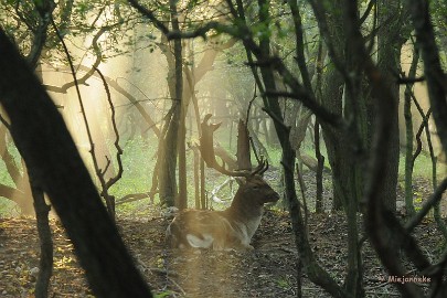DSC_0836a De zon begint te schijnen door de bomen en geeft een mystieuse sfeer.