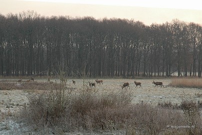 DSC_8066a Herten spotten