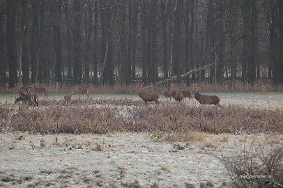 DSC_8069 Herten spotten