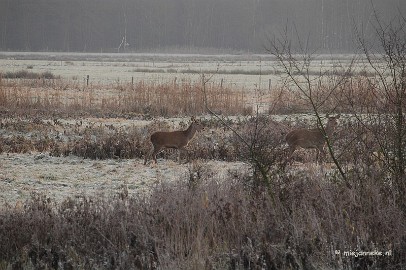 DSC_8081 Herten spotten