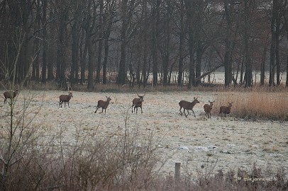 DSC_8098 Herten spotten