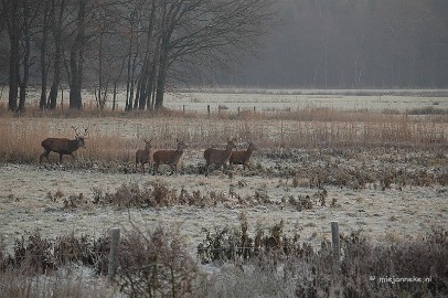 DSC_8101 Herten spotten