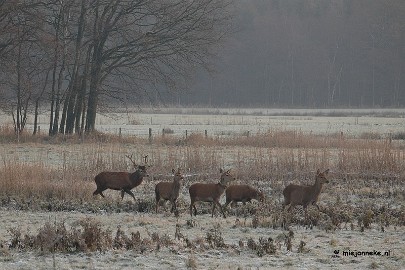 DSC_8103a Herten spotten