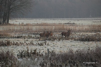 DSC_8105 Herten spotten