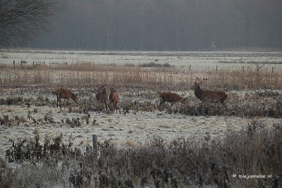 DSC_8109 Herten spotten