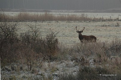 DSC_8125a Herten spotten