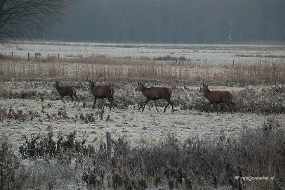 DSC_8136 Herten spotten
