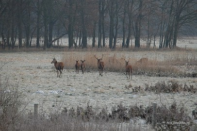 DSC_8139 Herten spotten