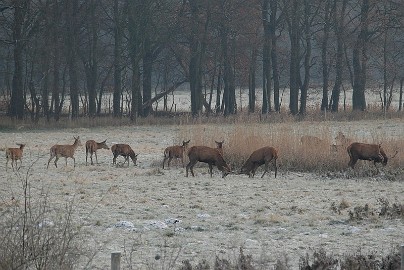 DSC_8141a Herten spotten