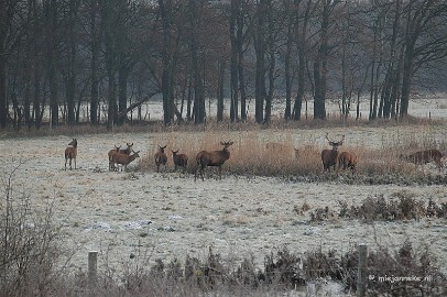 DSC_8143 Herten spotten