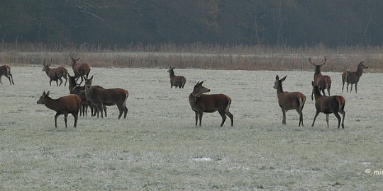 DSC_8156a Herten spotten