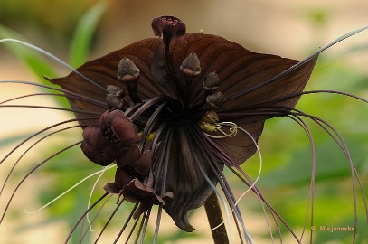 DSC_6117 Orchideeen