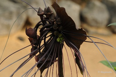DSC_6124 Orchideeen