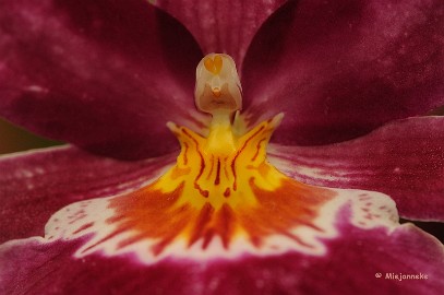 DSC_6253 Orchideeen